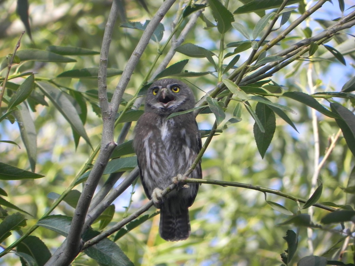 Austral Pygmy-Owl - ML200508331