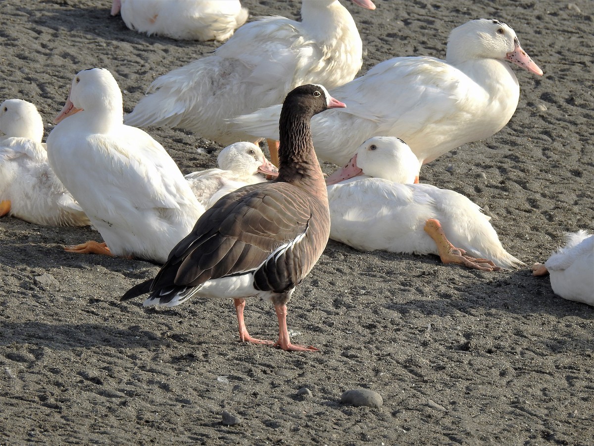 Lesser White-fronted Goose - ML200509701