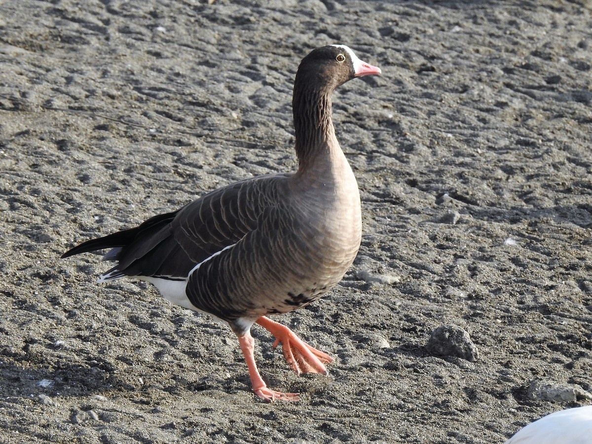 Lesser White-fronted Goose - ML200509811