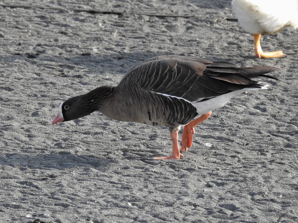 Lesser White-fronted Goose - ML200509851