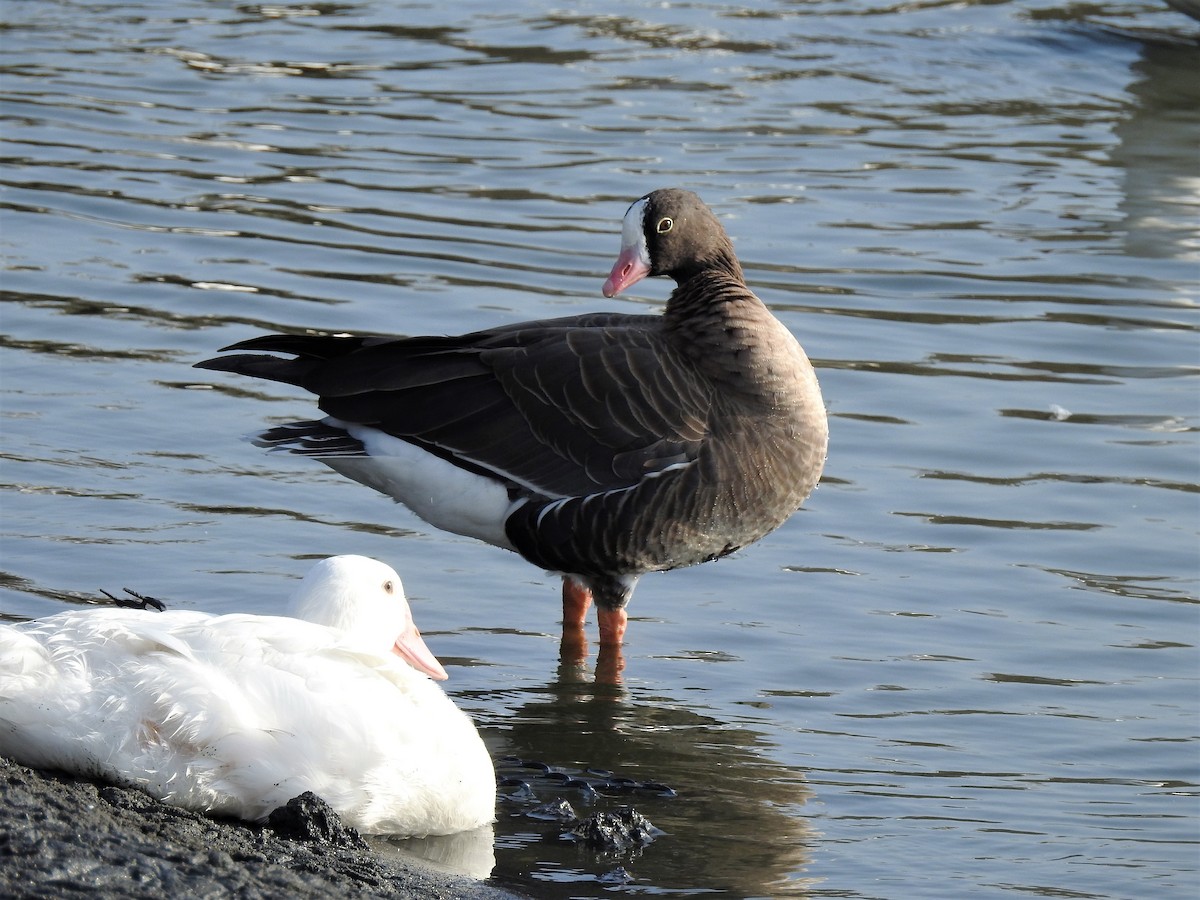 Lesser White-fronted Goose - Tuck Hong Tang