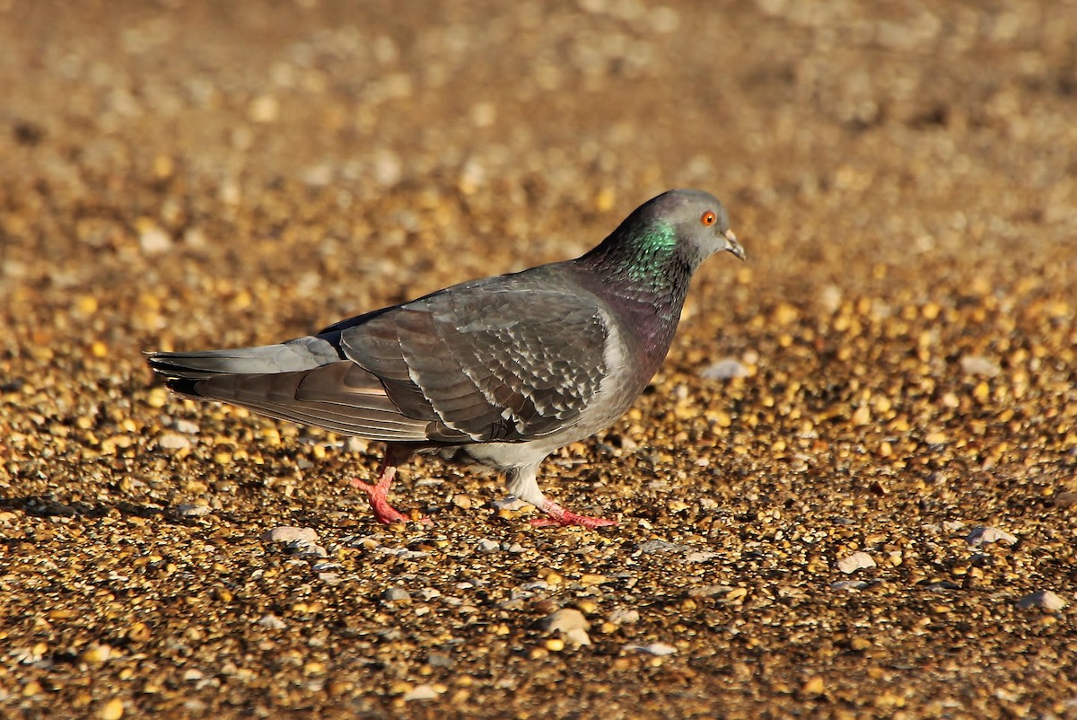 Rock Pigeon (Feral Pigeon) - Tripp Davenport
