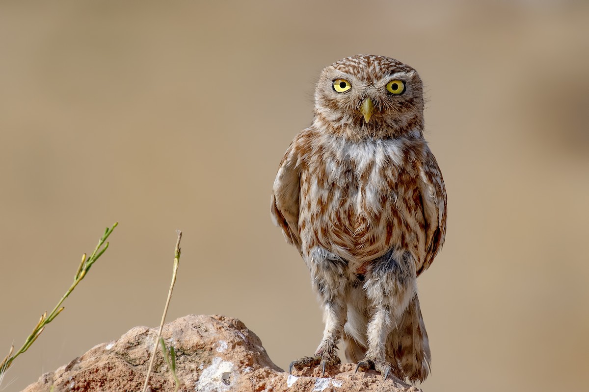 Little Owl - Ogün Aydin