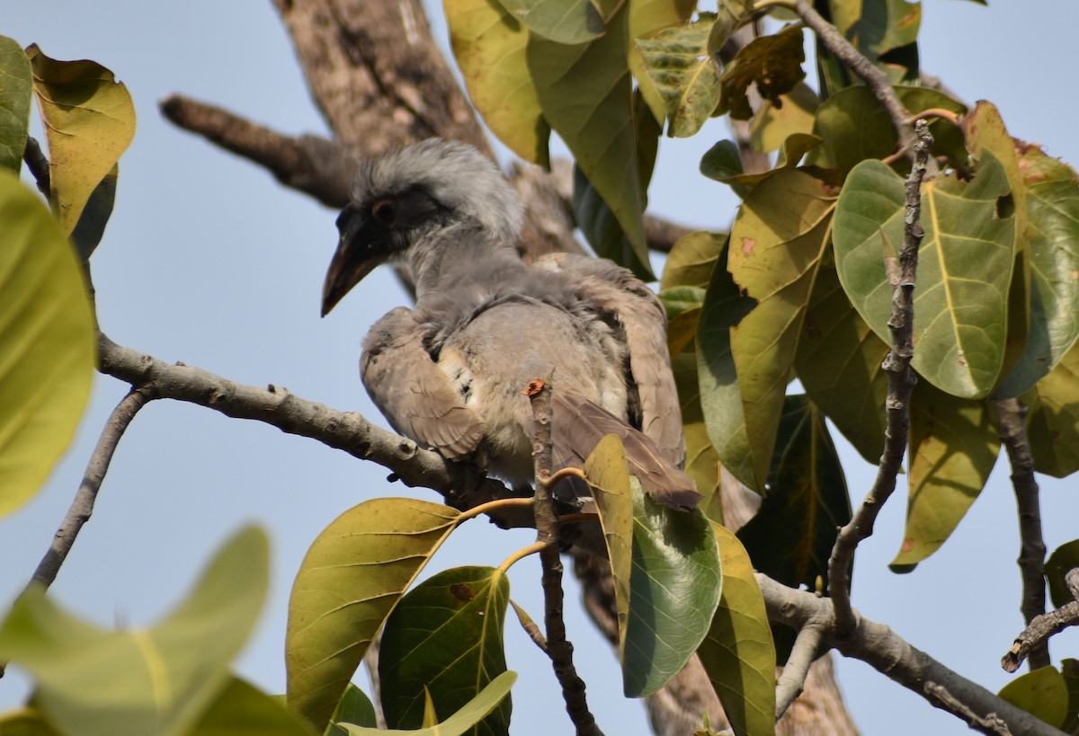 Indian Gray Hornbill - Raju Soni