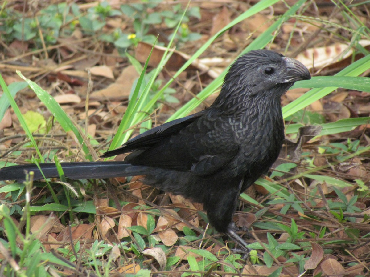 Groove-billed Ani - Jose Robles