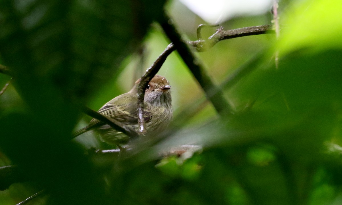 Scale-crested Pygmy-Tyrant - ML200524221