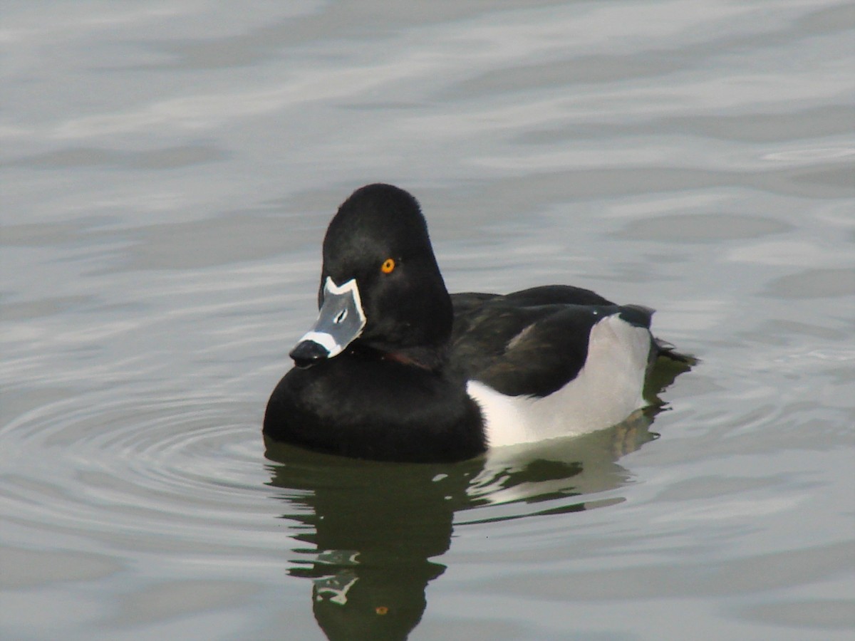 Ring-necked Duck - ML200526121