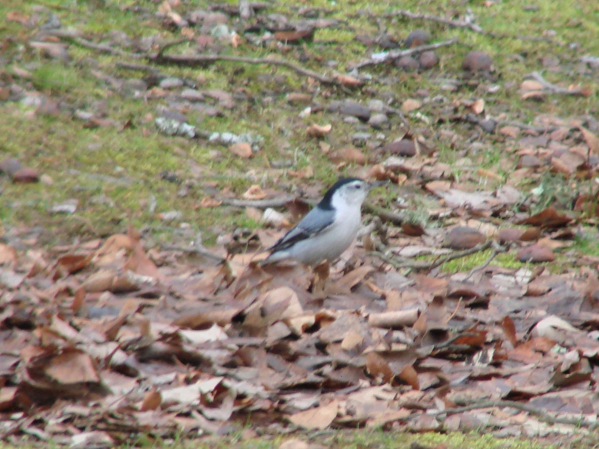 White-breasted Nuthatch - ML200527031