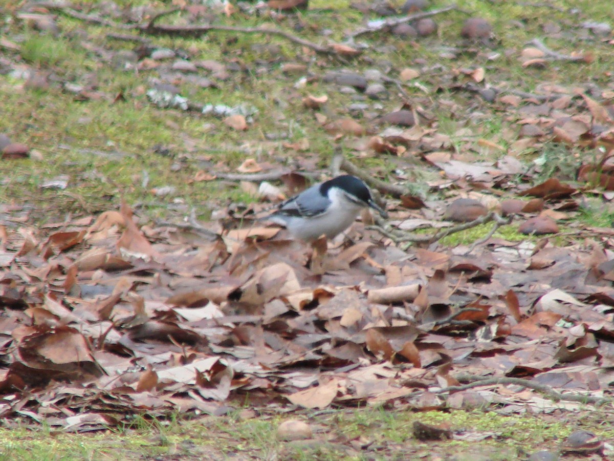White-breasted Nuthatch - ML200527041