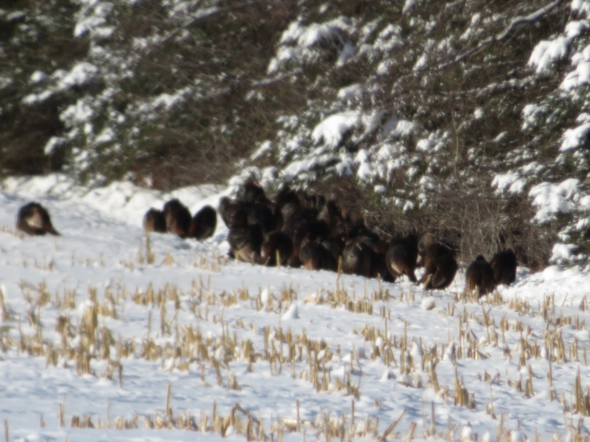 eBird Québec Checklist 20 Jan 2020 SaintGédéondeBeauce 10 species
