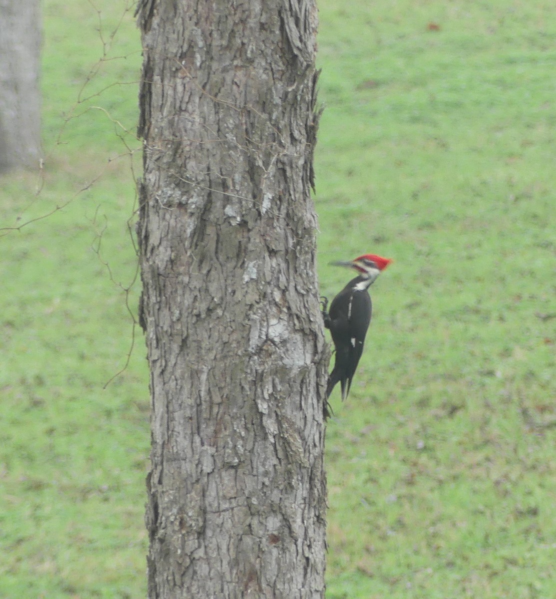 Pileated Woodpecker - Shelia Hargis