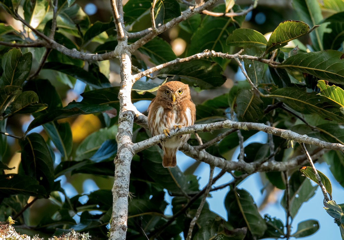 Ferruginous Pygmy-Owl - Shailesh Pinto