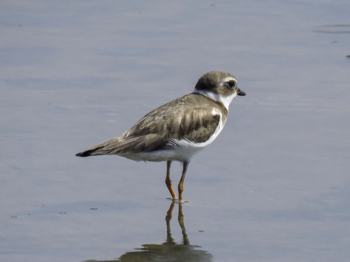 Semipalmated Plover - ML200535291