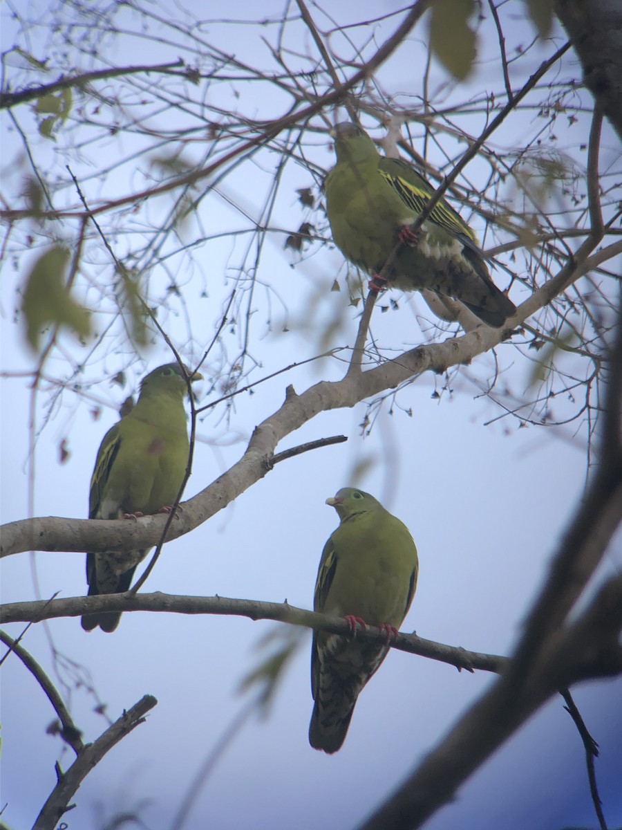 Thick-billed Green-Pigeon - ML200536331