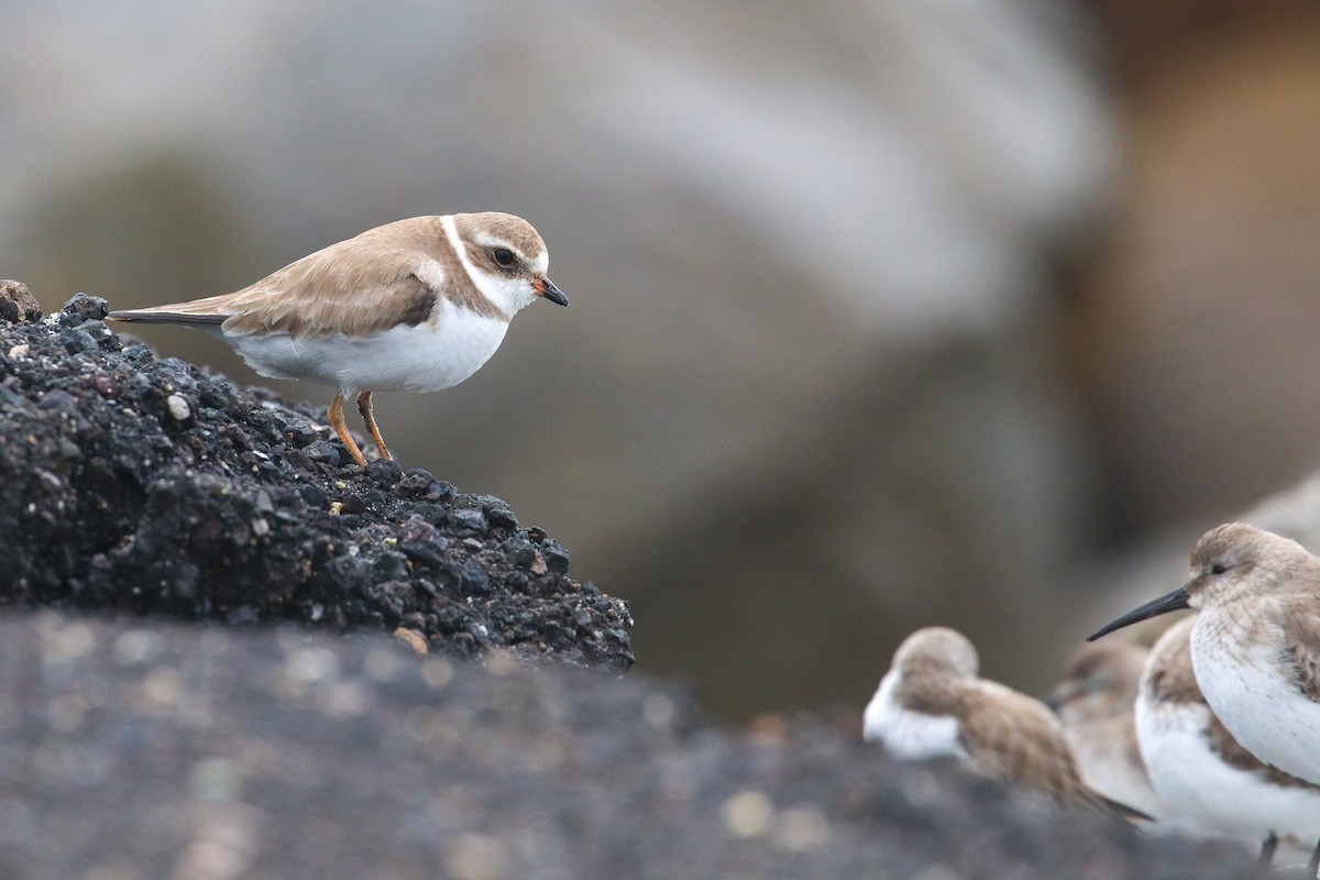 Semipalmated Plover - ML200536651