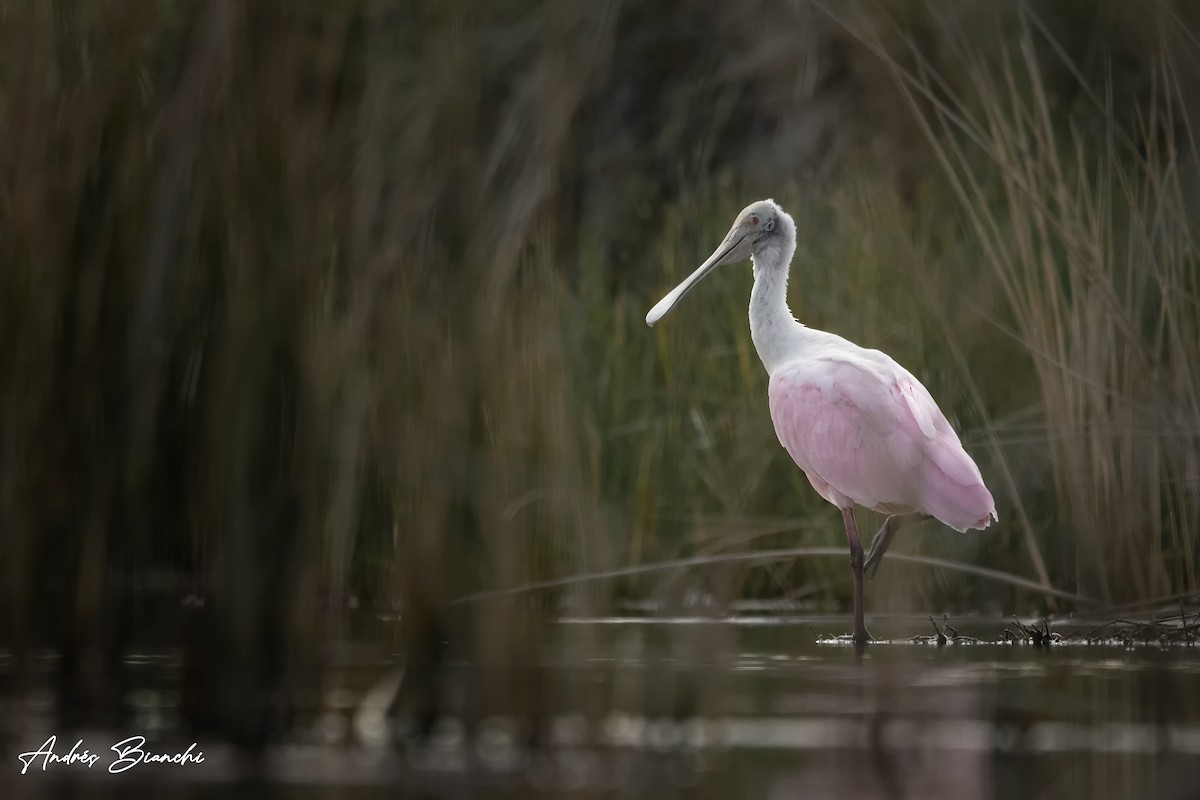 Roseate Spoonbill - Andres Bianchi