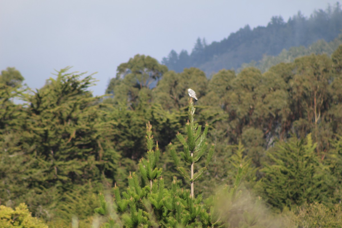 White-tailed Kite - ML200543091