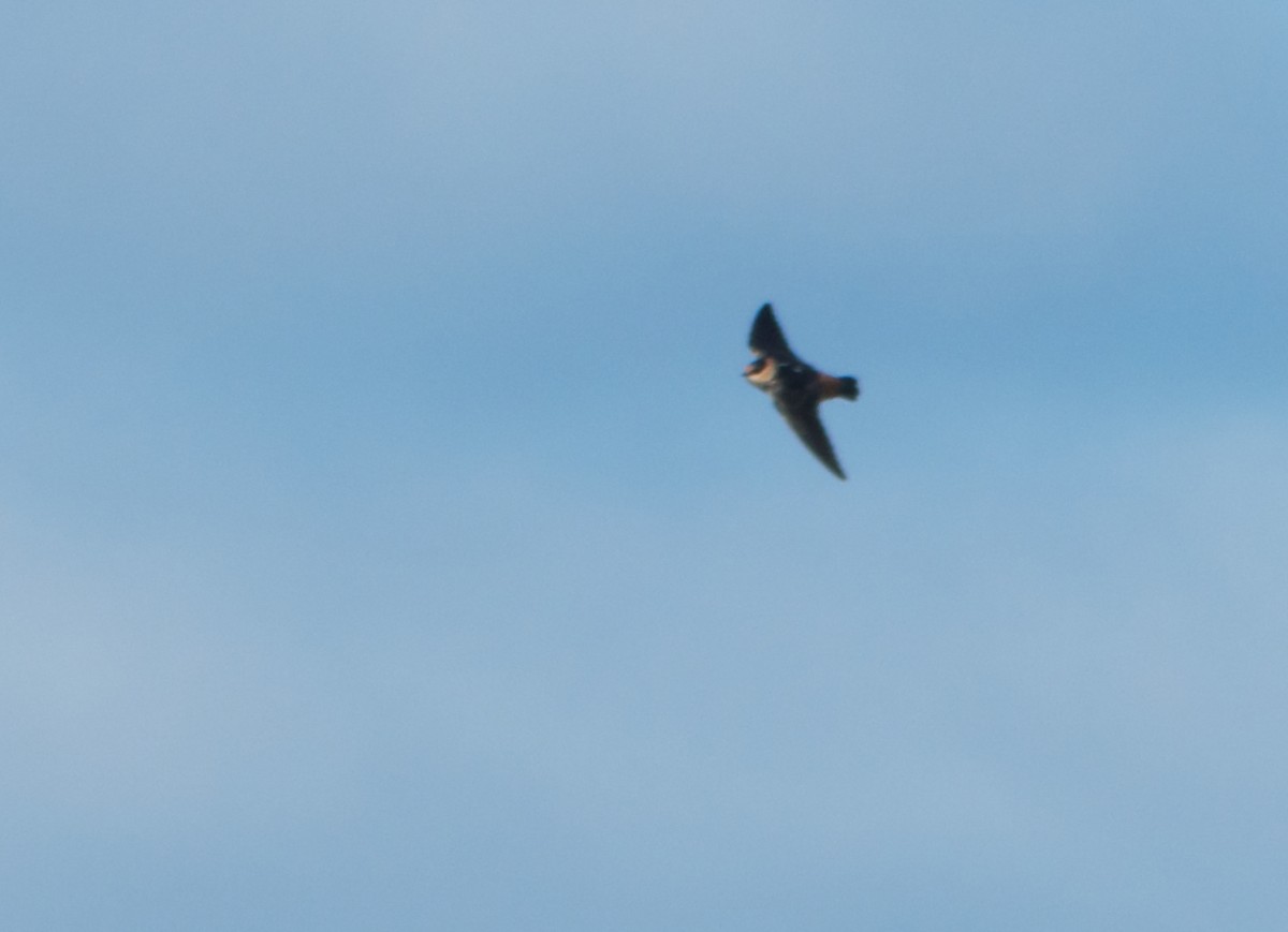 Cave Swallow - ML200543881