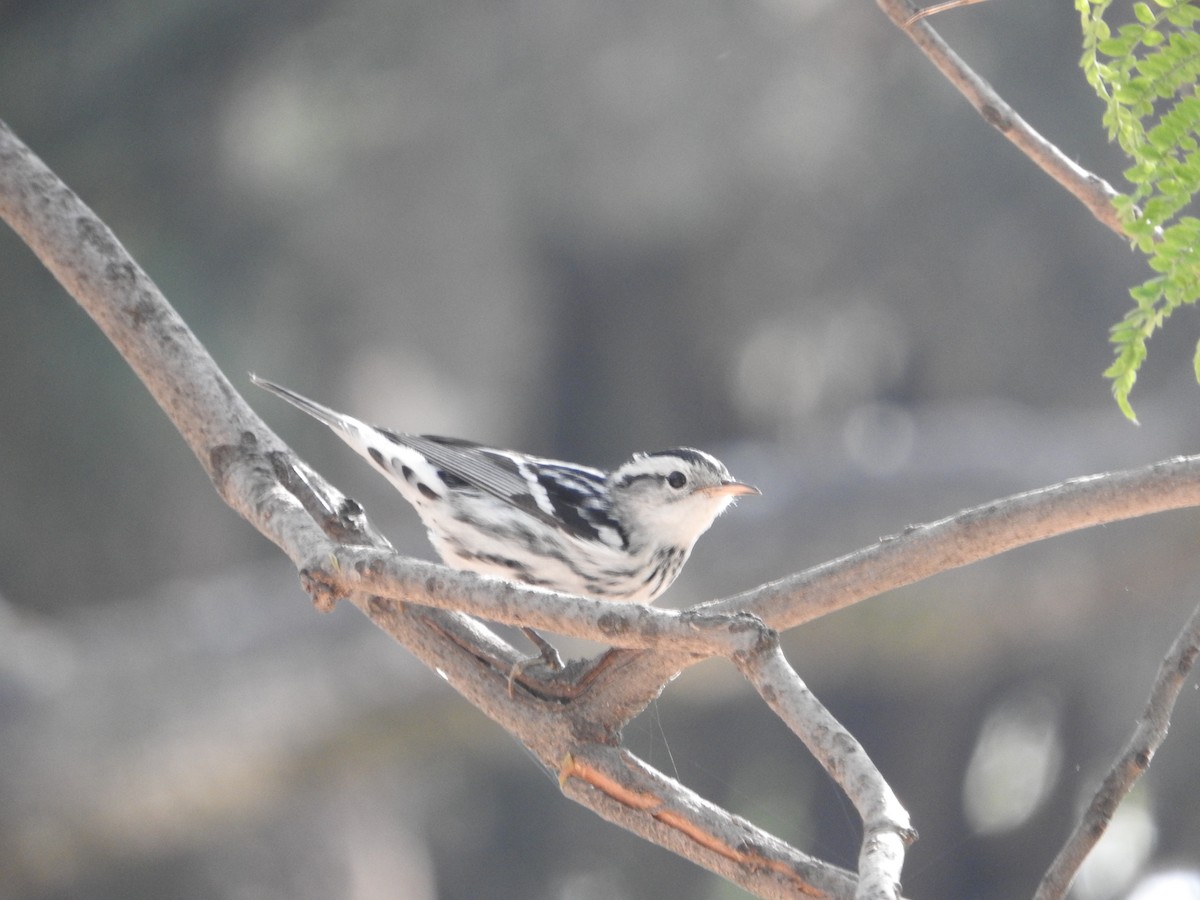 Black-and-white Warbler - Museo de Historia Natural