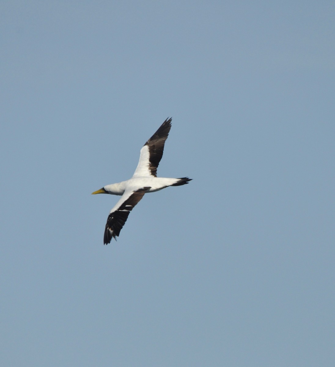 Masked Booby - ML200547721