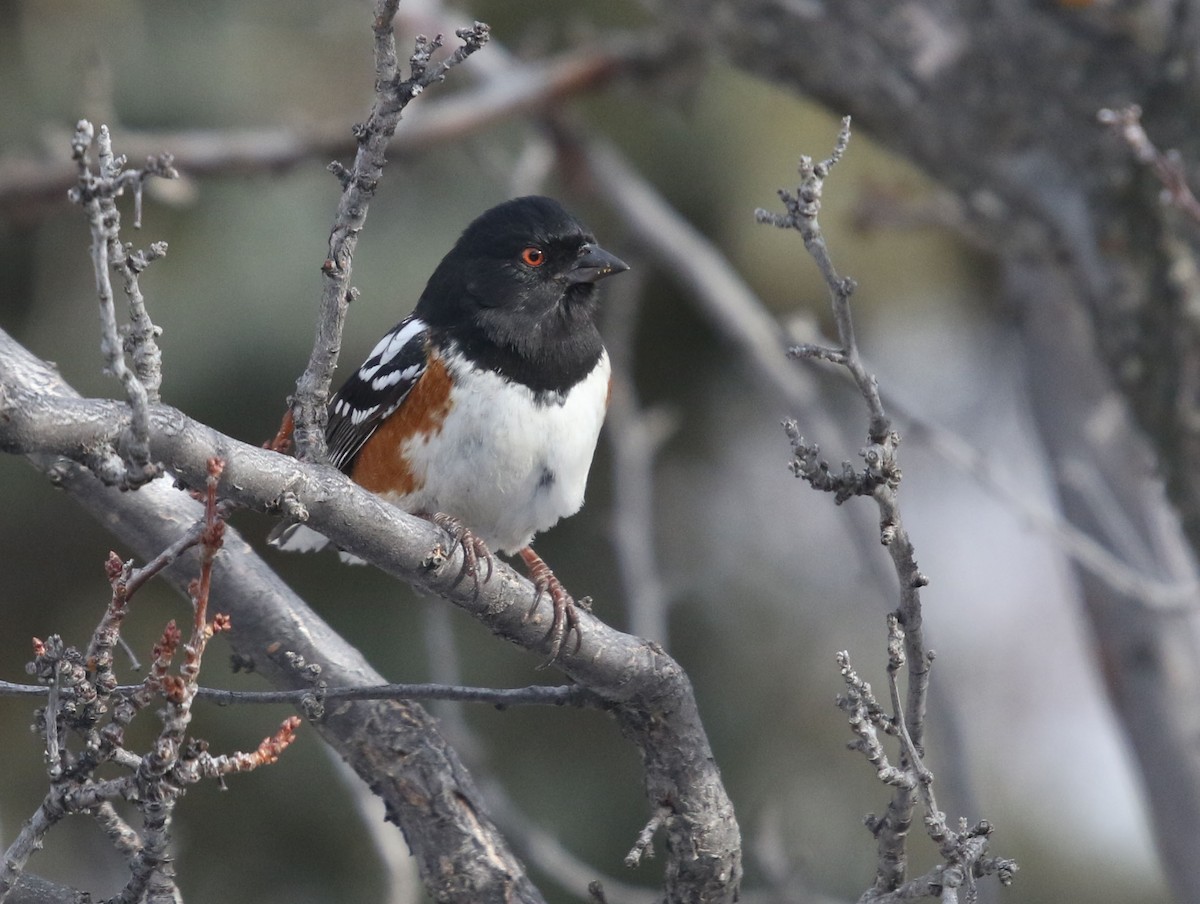 Spotted Towhee - Tom Forwood JR
