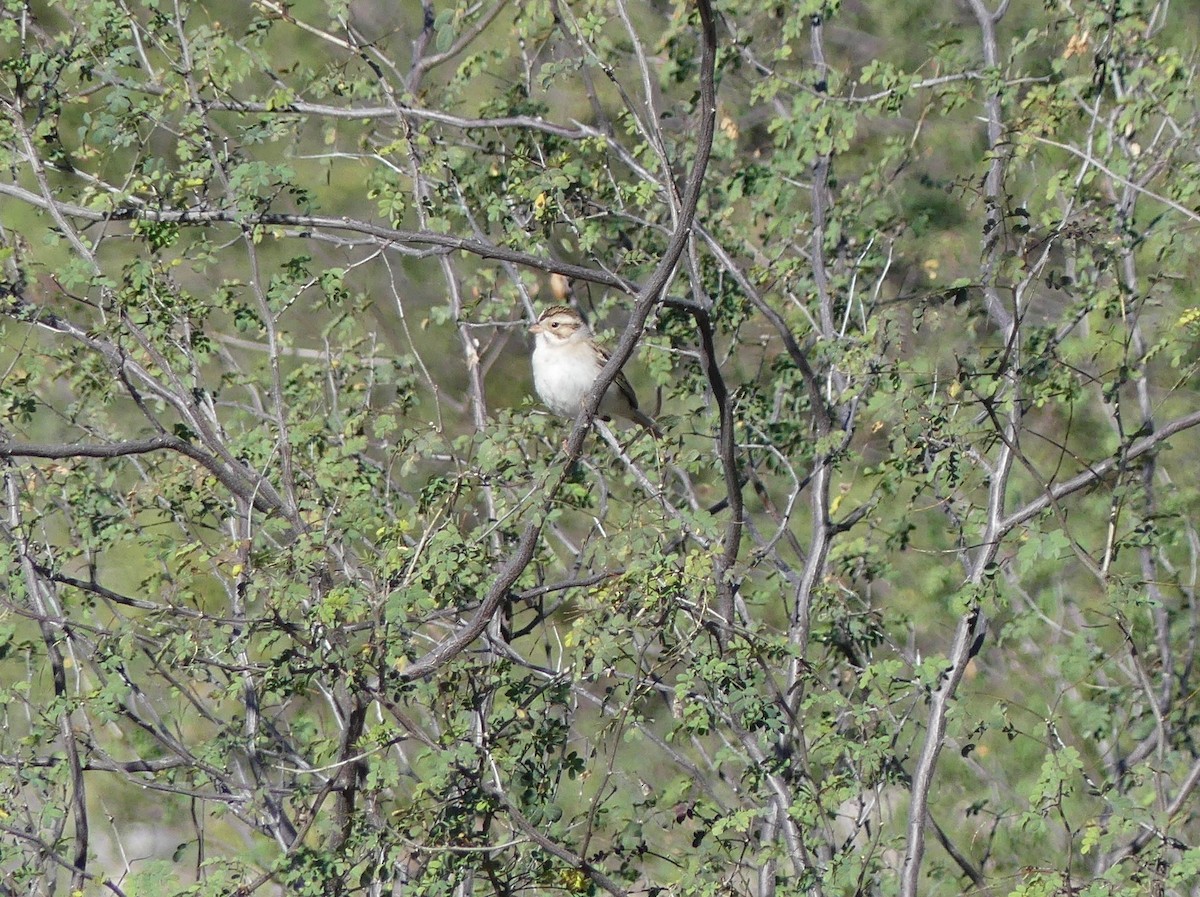 Clay-colored Sparrow - ML200557851