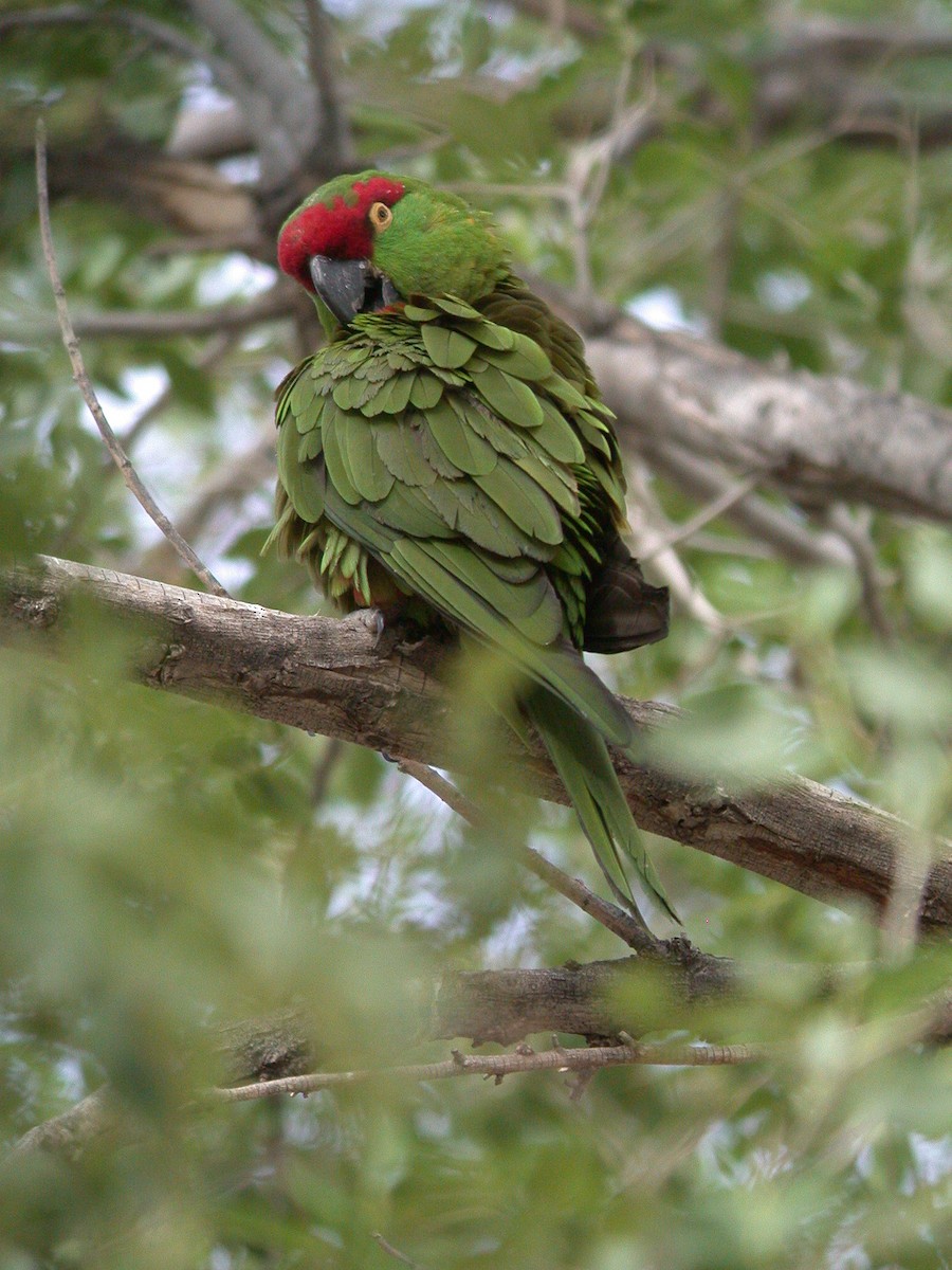 Thick-billed Parrot - ML20055801