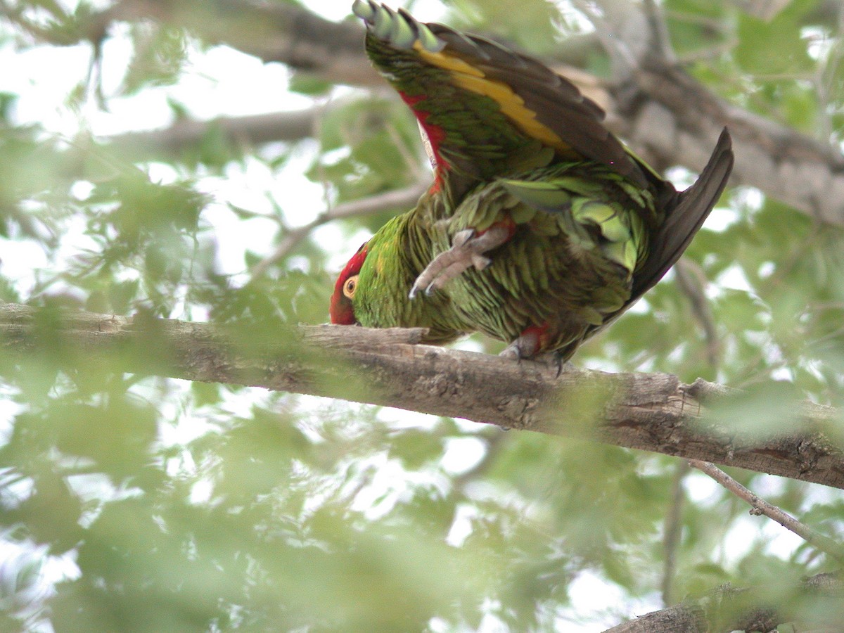 Thick-billed Parrot - ML20055821