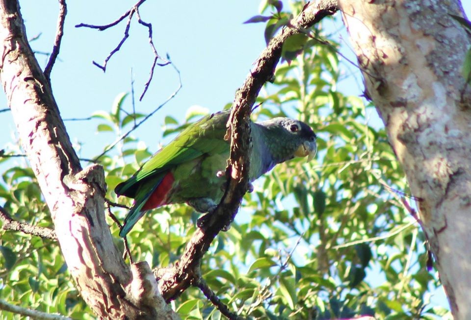 Scaly-headed Parrot - Kevin Lester