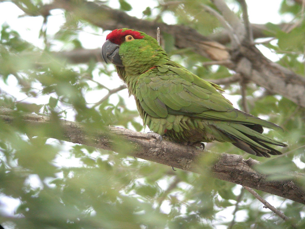 Thick-billed Parrot - Chris Wood