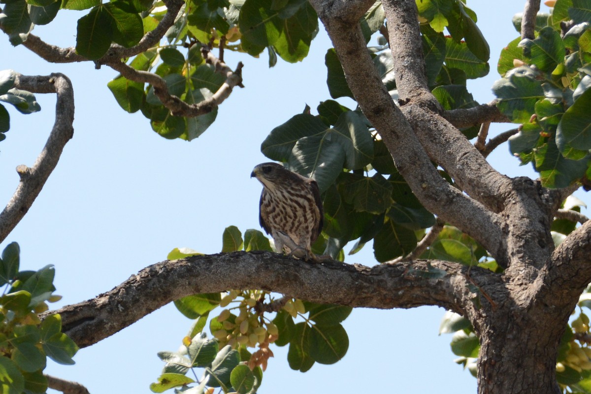 Levant Sparrowhawk - Ergün Cengiz