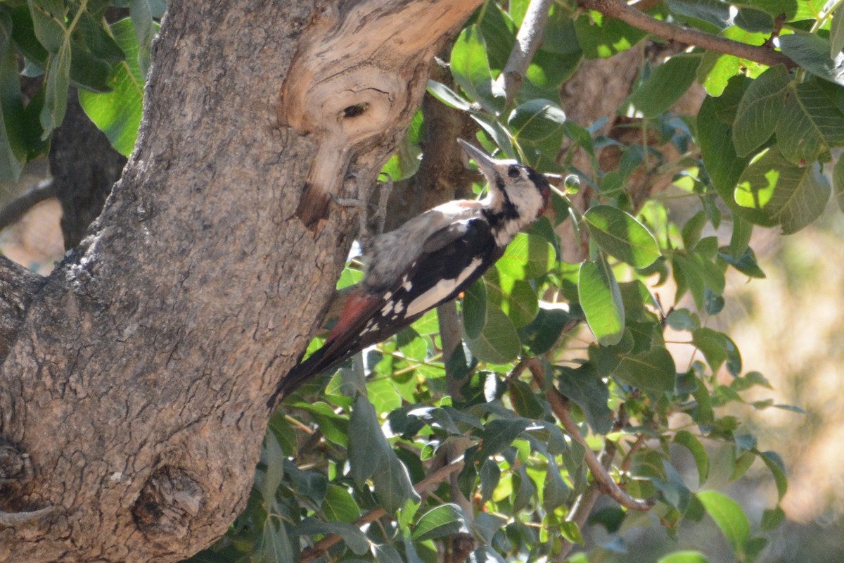 Syrian Woodpecker - Ergün Cengiz