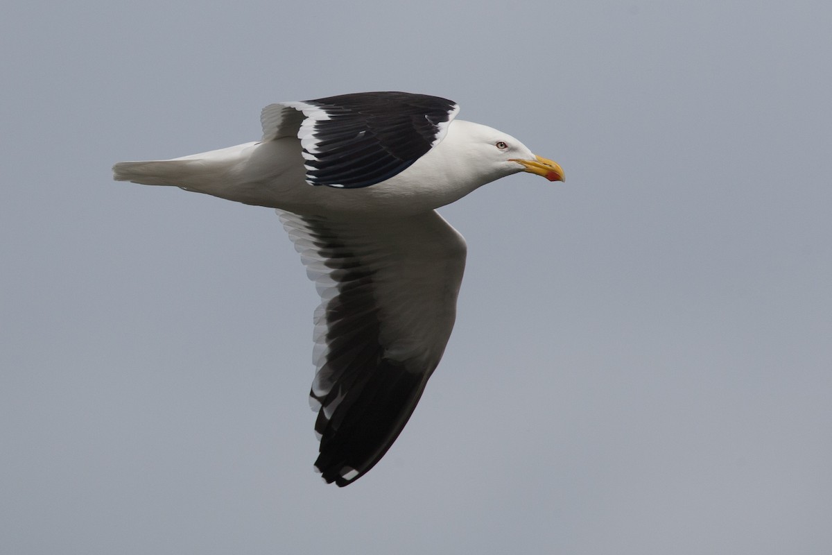 Kelp Gull (dominicanus) - ML20056251