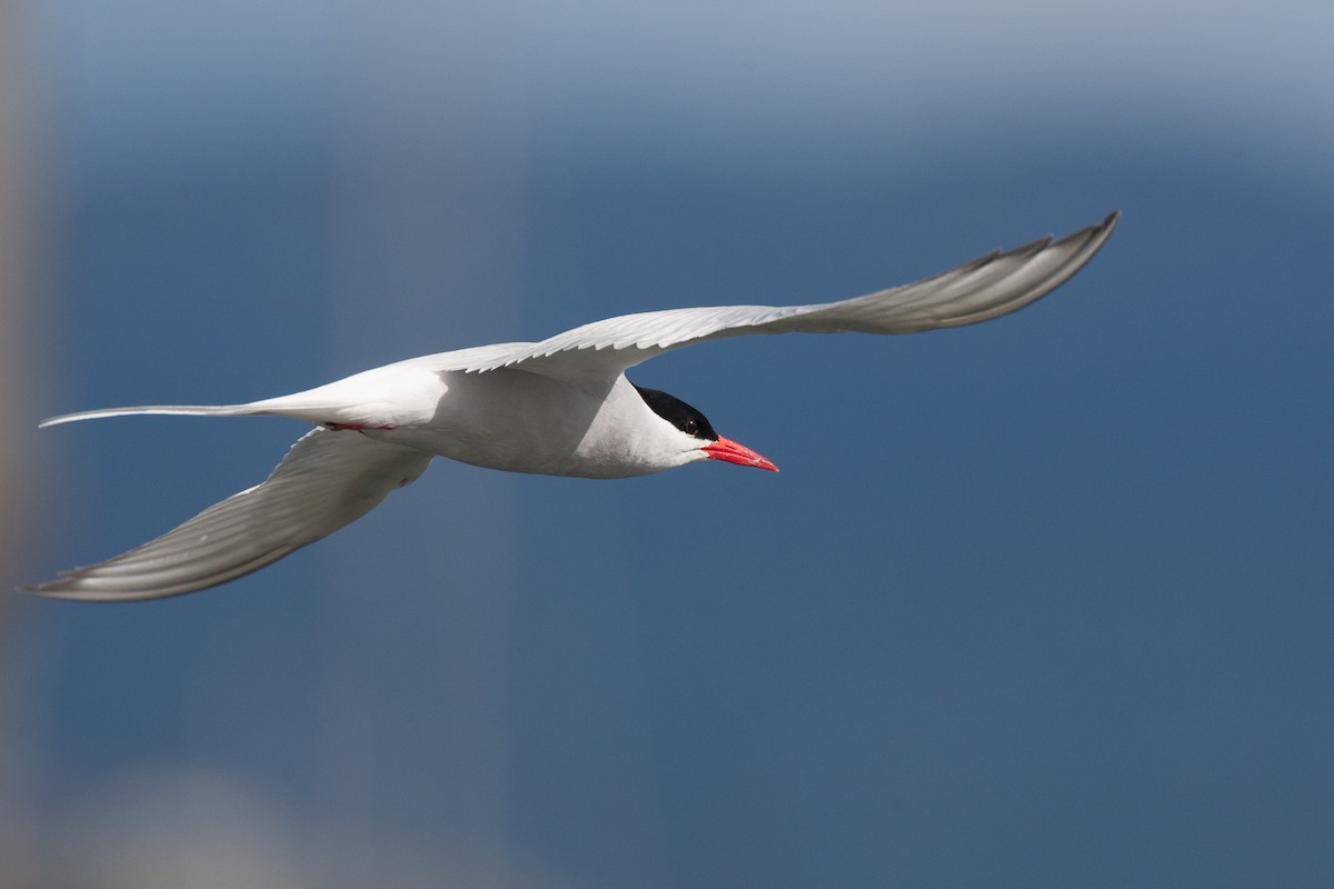 South American Tern - Chris Wood