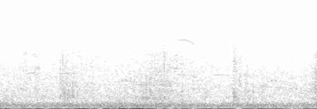 Black-naped Tern - ML200565