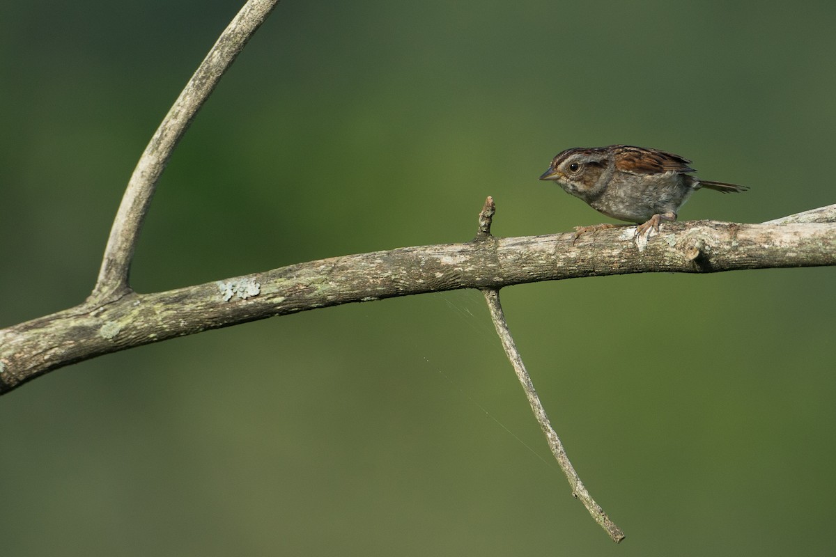 Swamp Sparrow - ML20057121