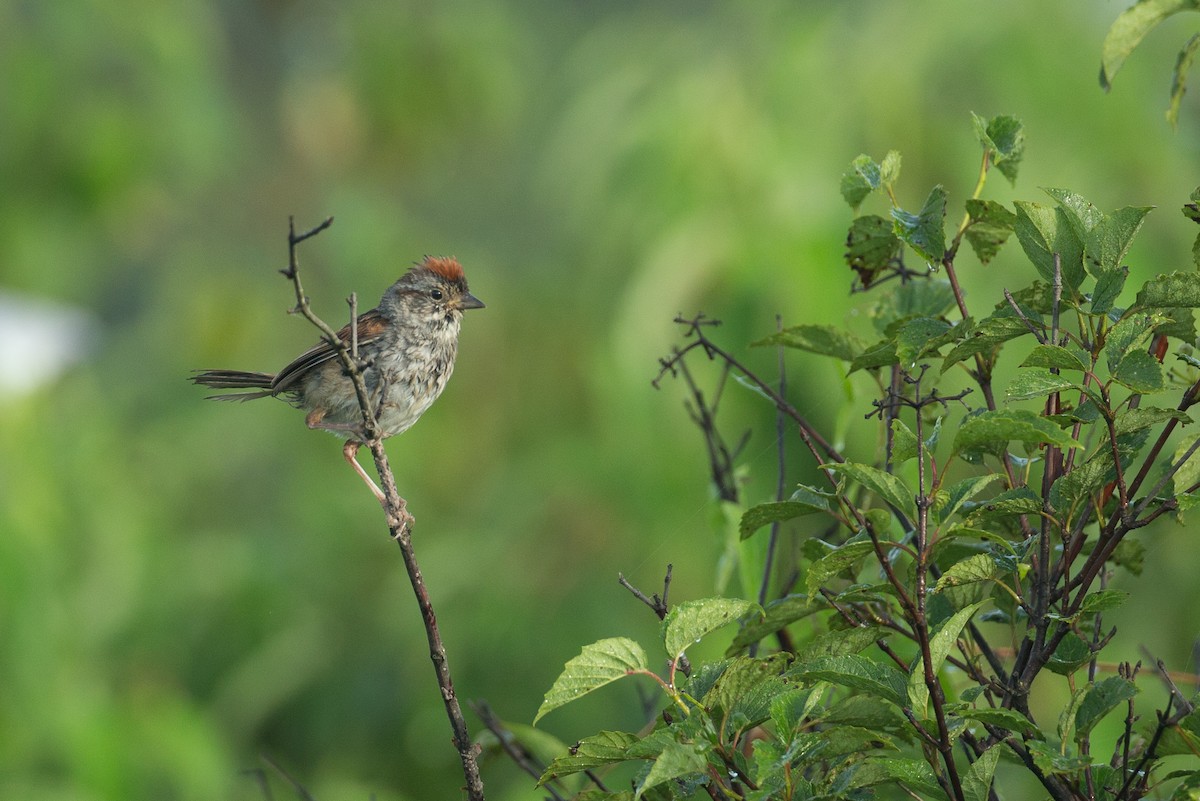 Swamp Sparrow - ML20057131