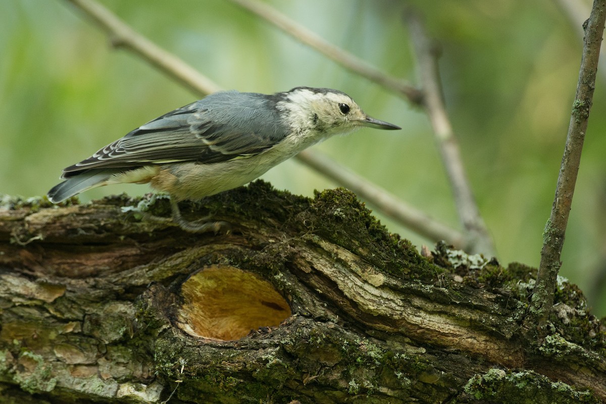 White-breasted Nuthatch (Eastern) - Chris Wood