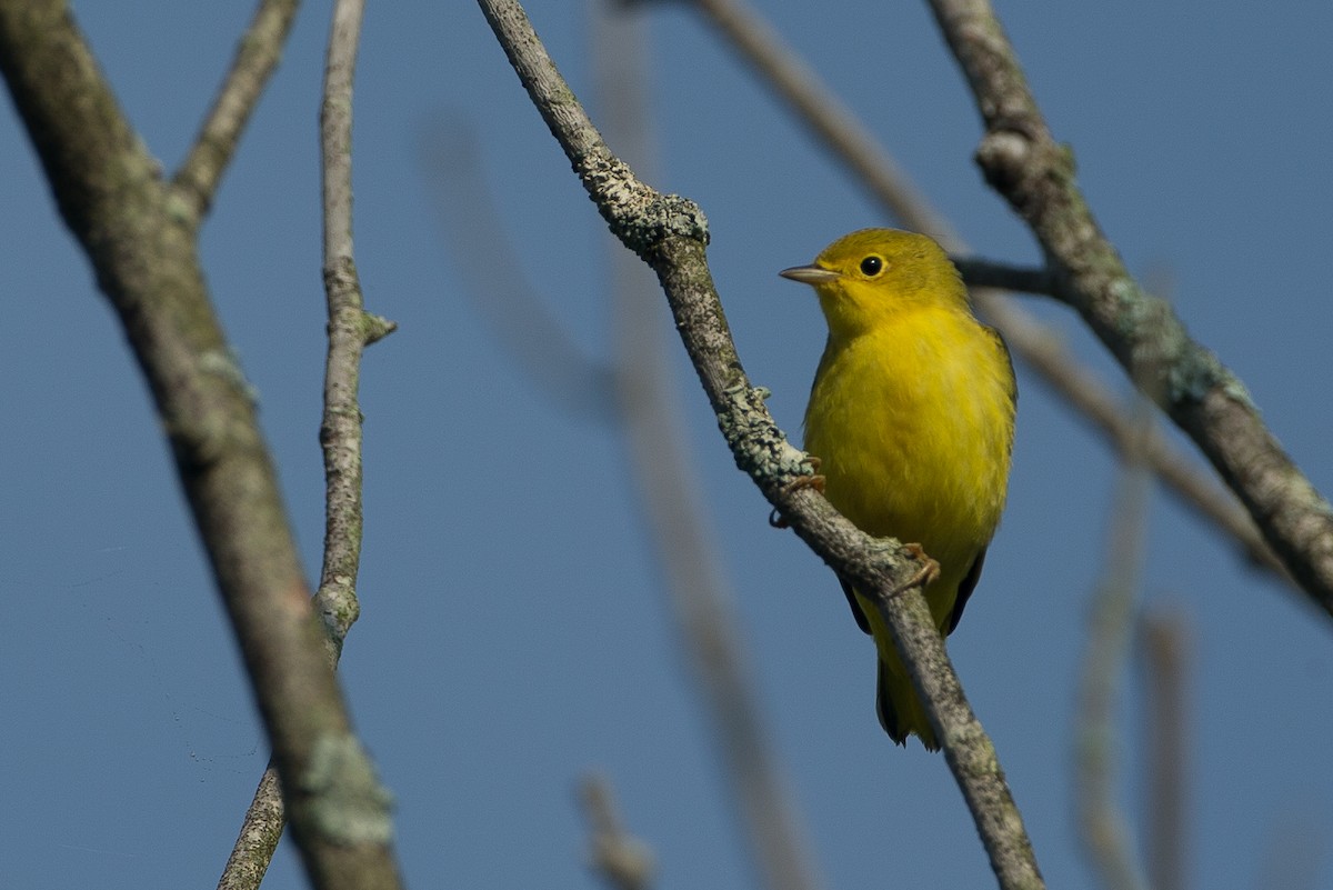 Yellow Warbler - Chris Wood
