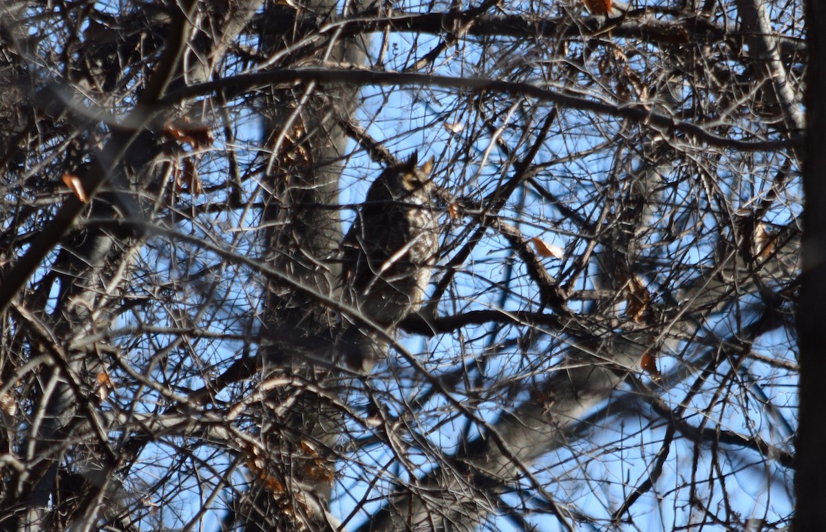 Great Horned Owl - ML200573101