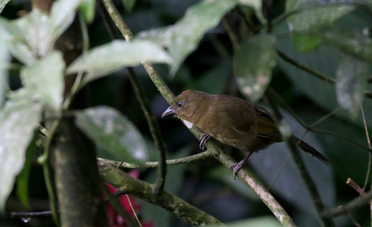 Red-crowned Ant-Tanager (Northern) - ML200577351