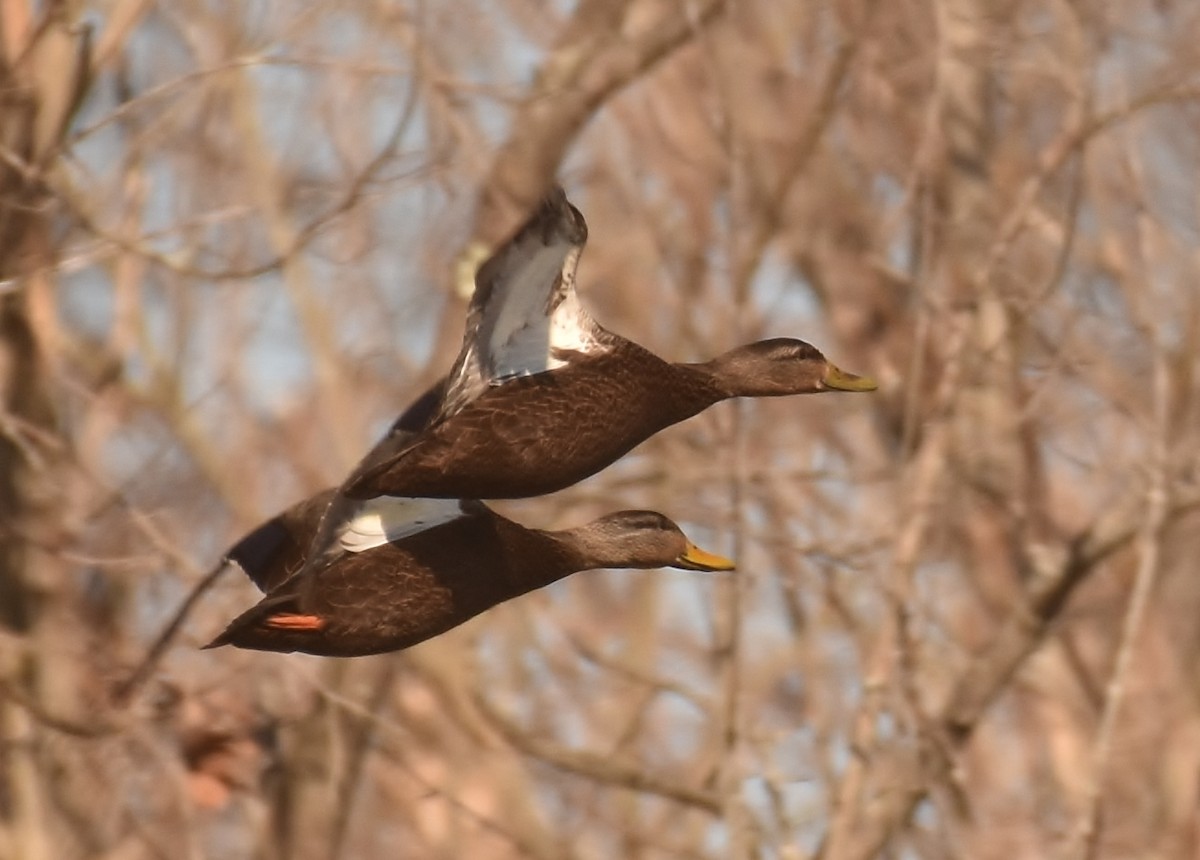 American Black Duck - Don Carbaugh