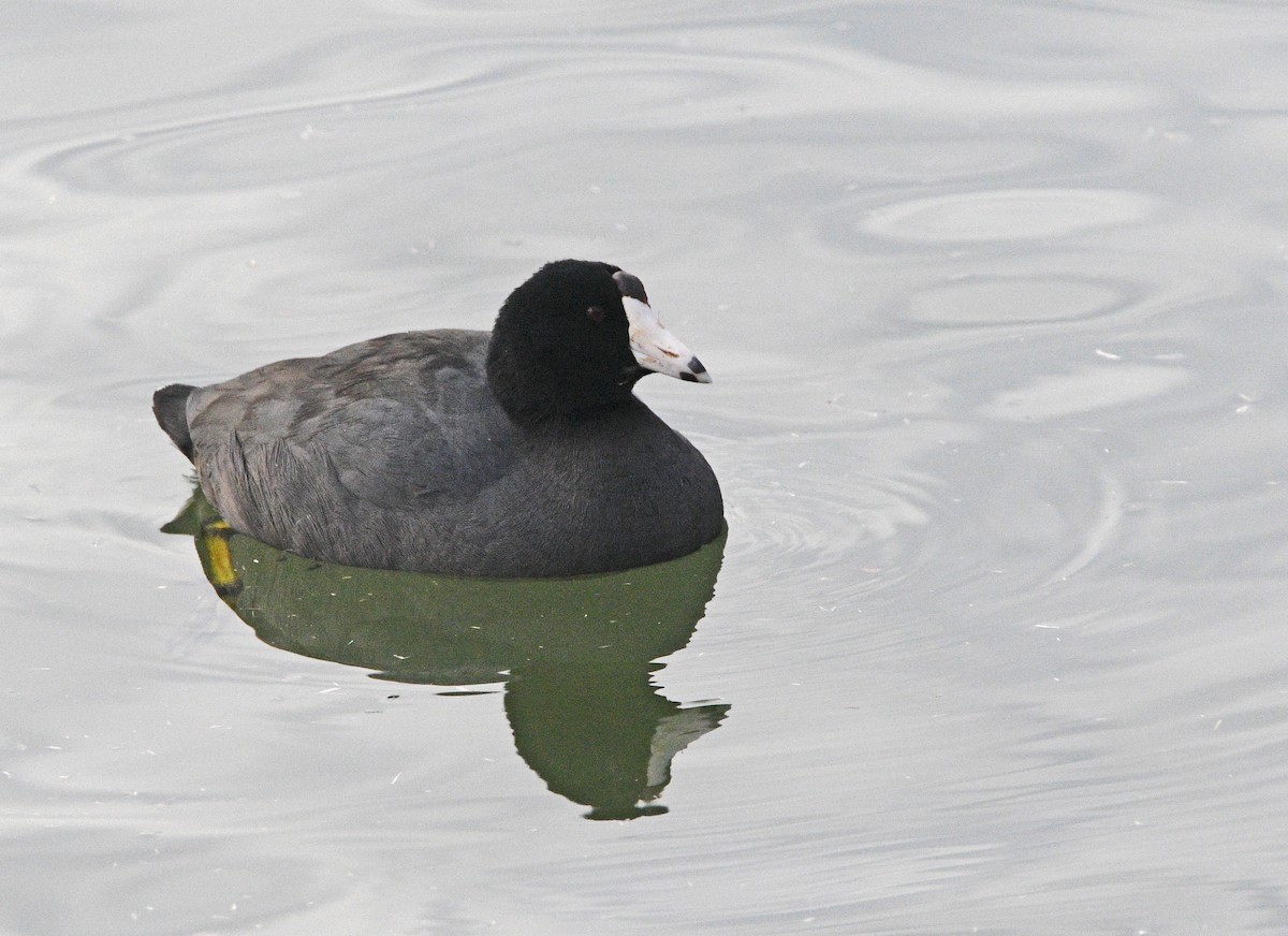 American Coot (Red-shielded) - ML200583391