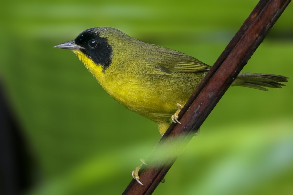 Olive-crowned Yellowthroat - ML200583421