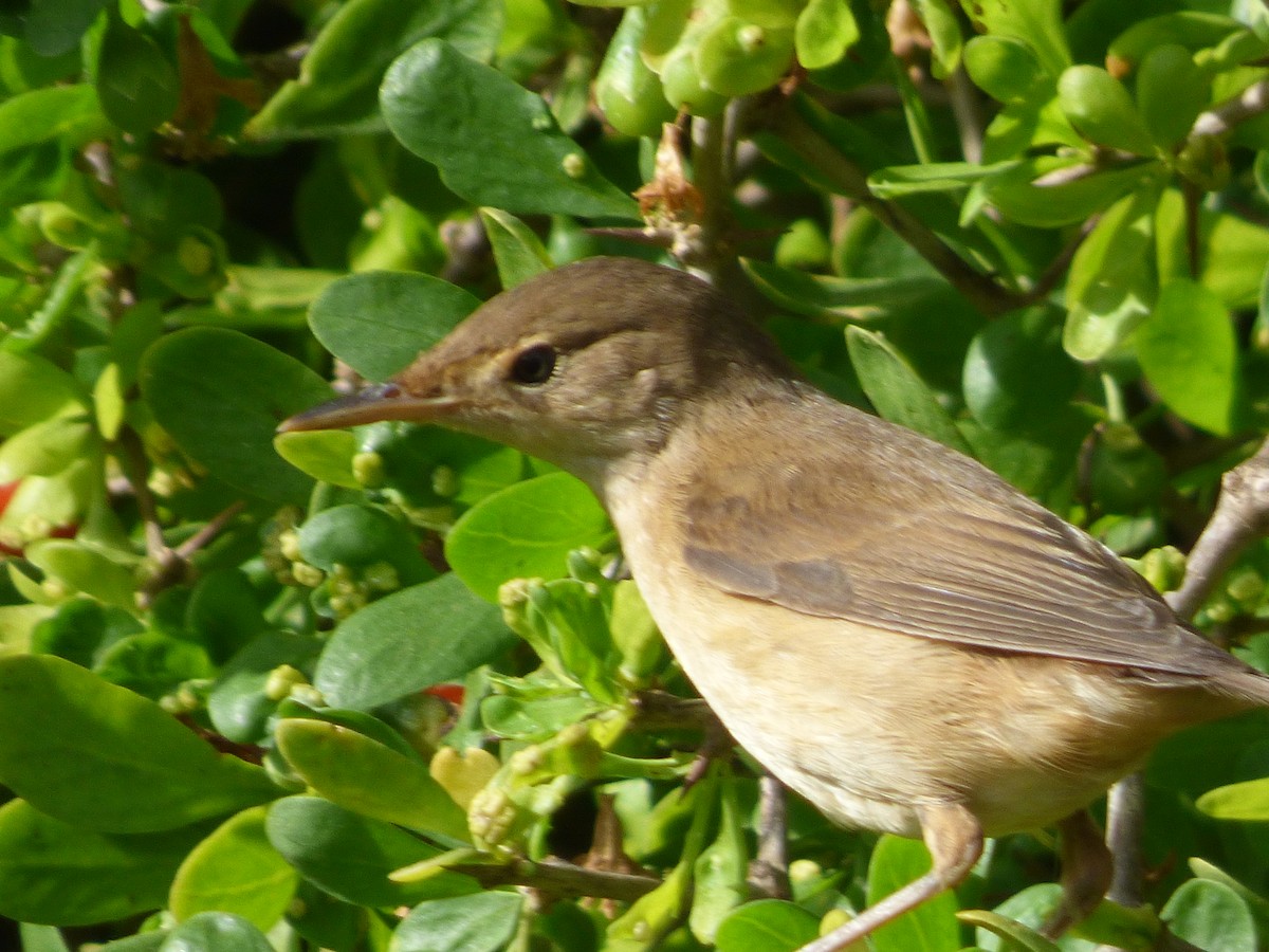 Common Reed Warbler - ML200583571