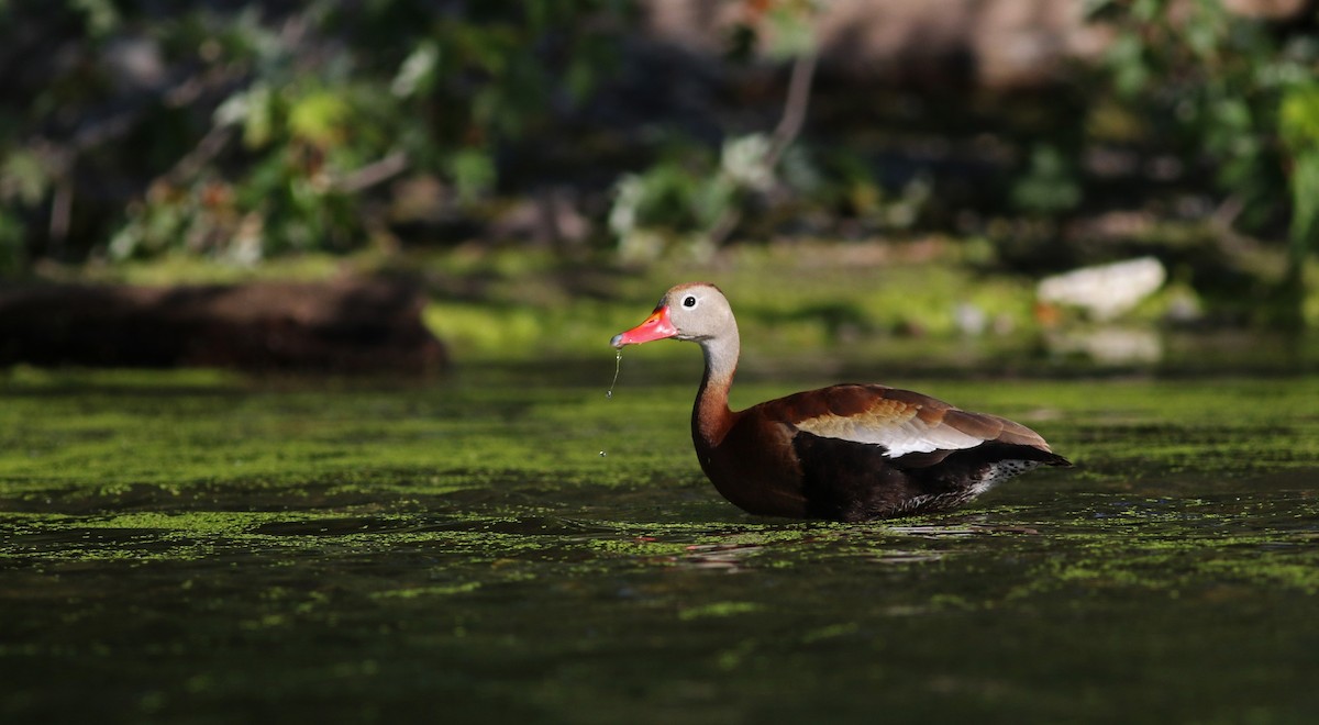 Black-bellied Whistling-Duck - Jay McGowan