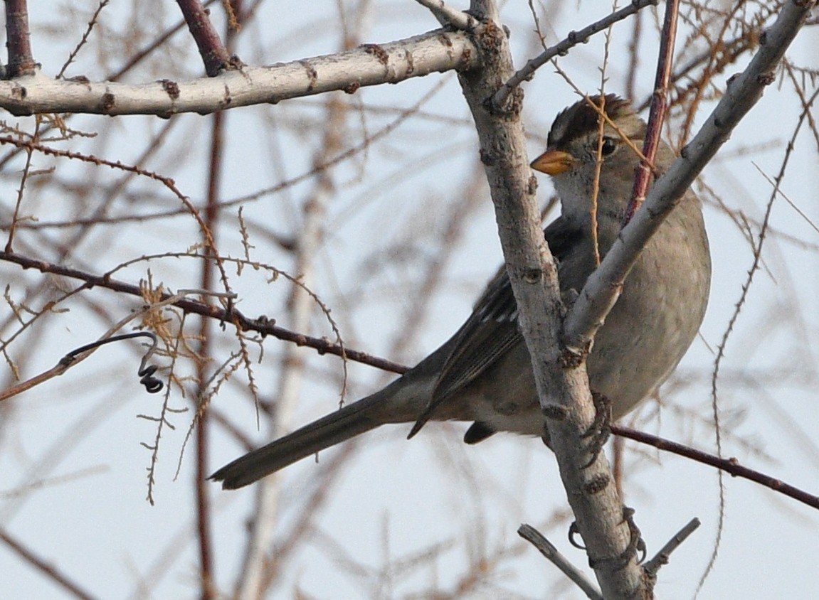 White-crowned Sparrow - Glenda Jones