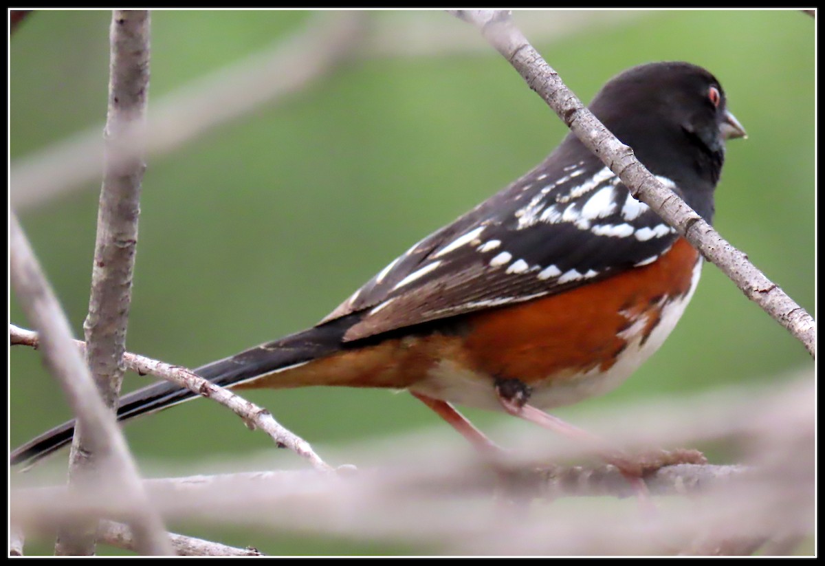 Spotted Towhee - ML200587051