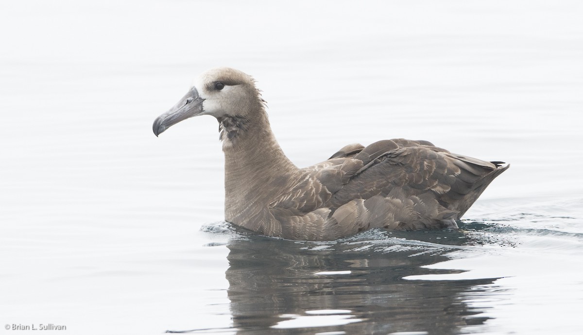 Black-footed Albatross - Brian Sullivan