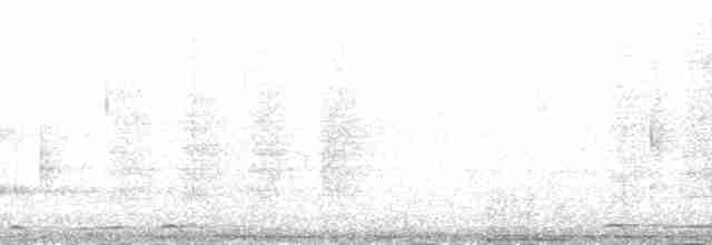 中杓鷸(variegatus) - ML200596